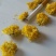 正宗无硫怀菊花