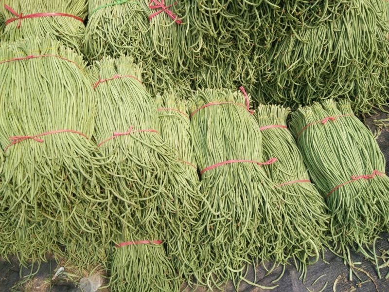 露地精品长豆角