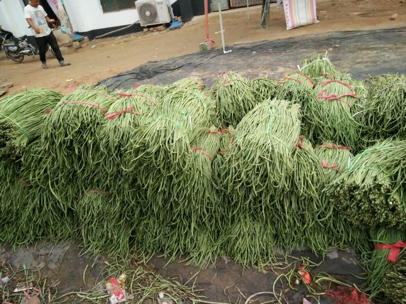 露地精品长豆角