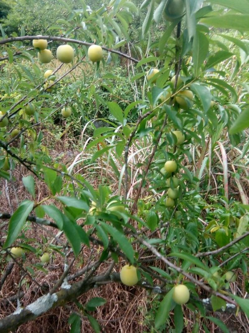 脱核李子已开始大量上市，有需要的联系