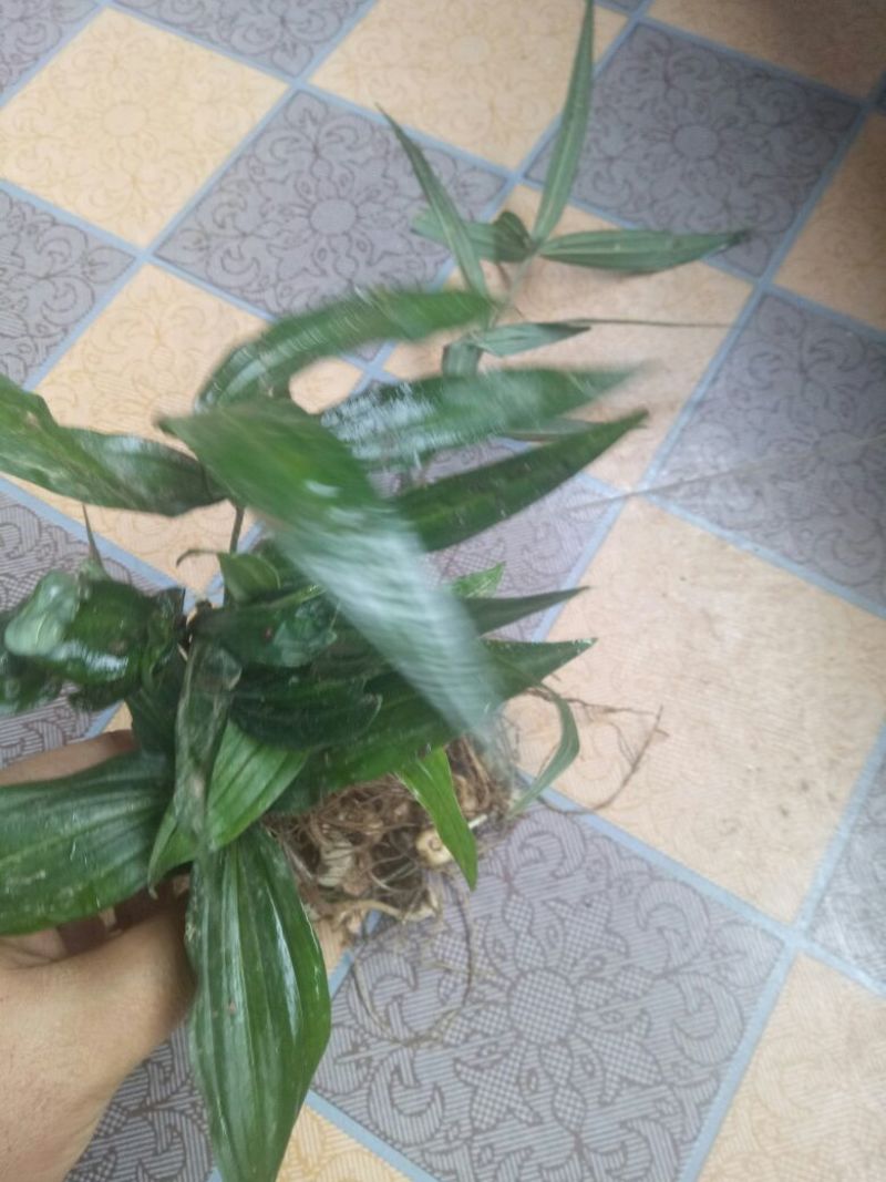 黄精，黄精鲜货，有大有小，需要的老板联系