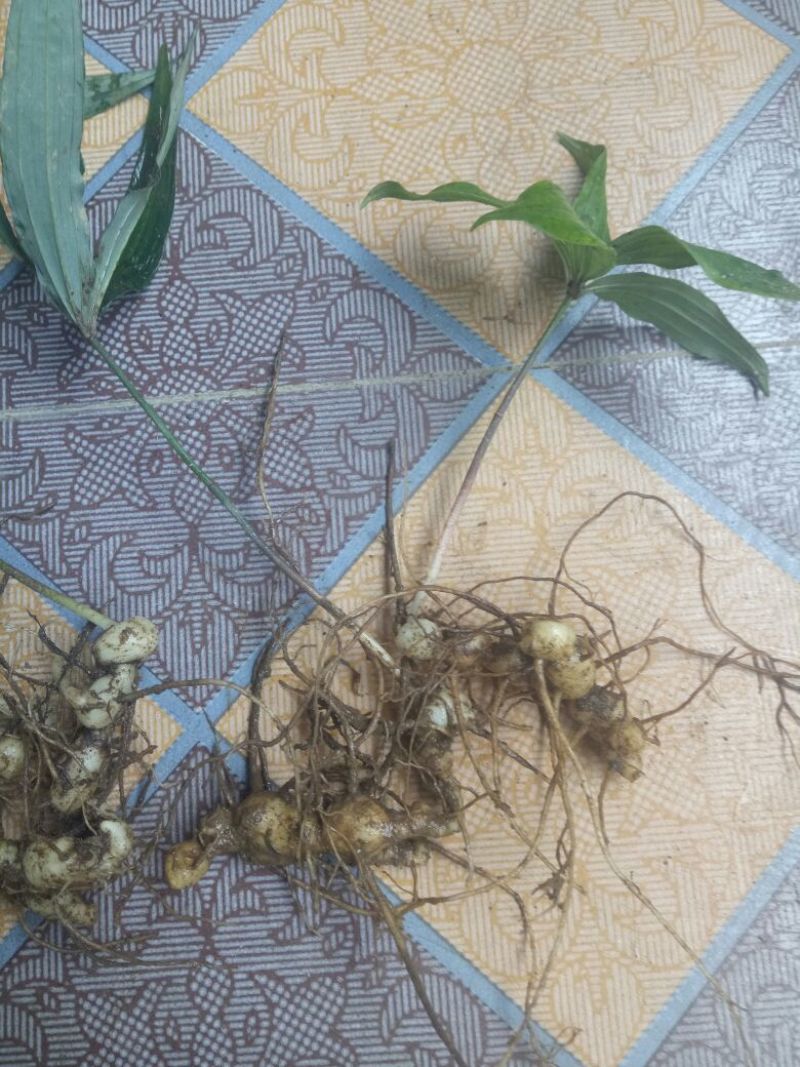 黄精，黄精鲜货，有大有小，需要的老板联系