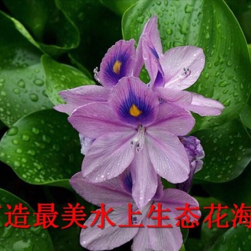 凤眼蓝