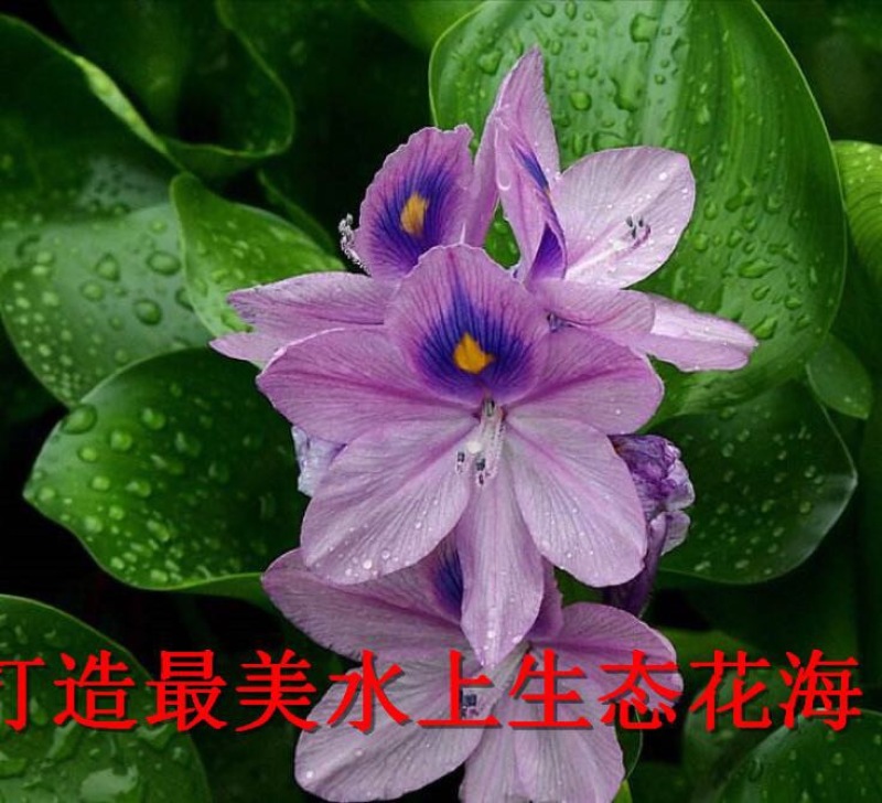 凤眼蓝