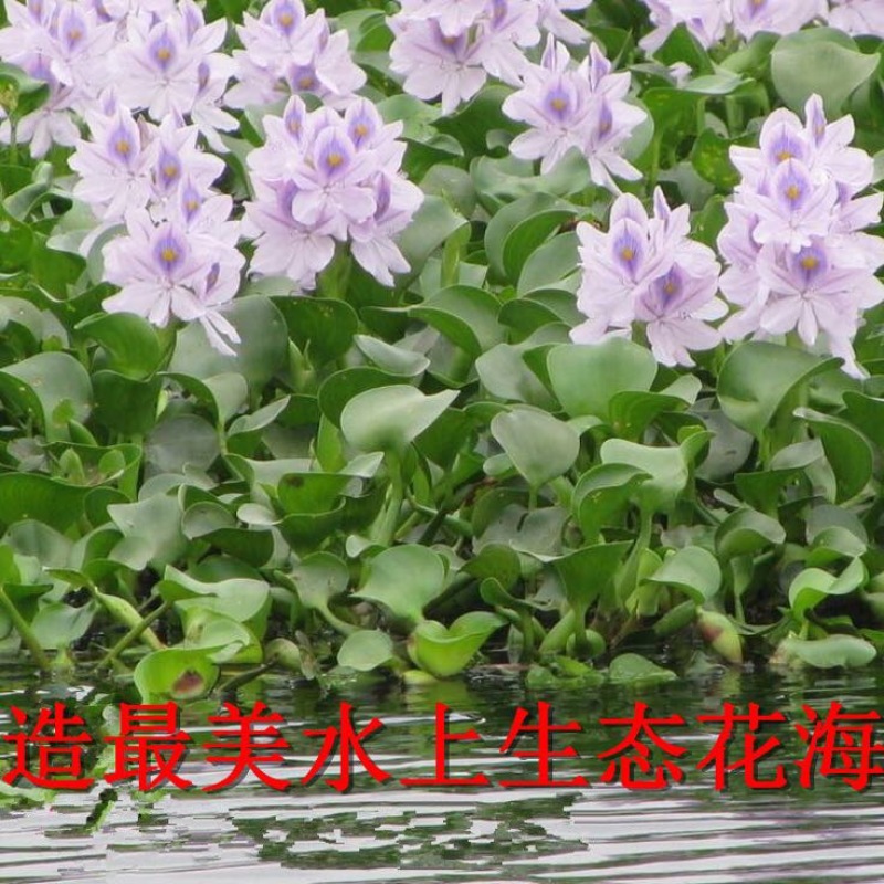 凤眼蓝