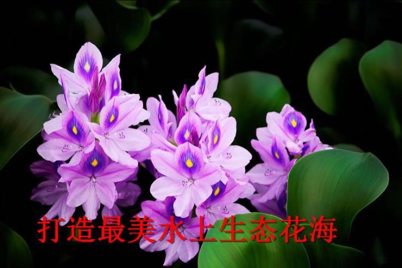 凤眼蓝