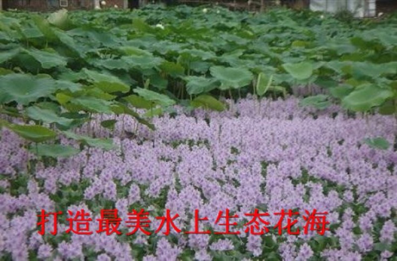 凤眼蓝