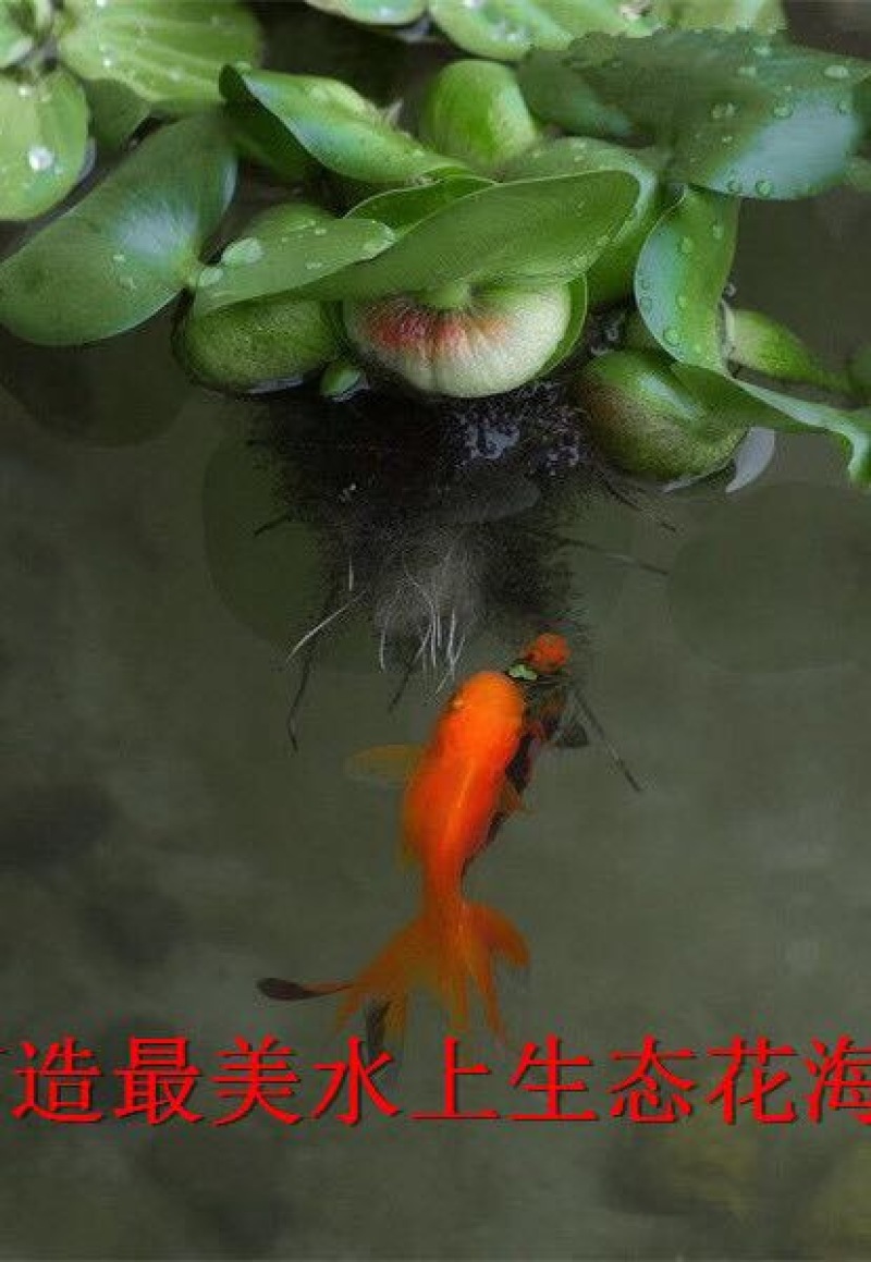 凤眼蓝