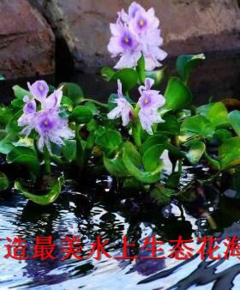 凤眼蓝