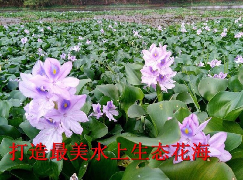 凤眼蓝