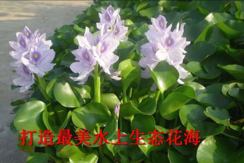 凤眼蓝