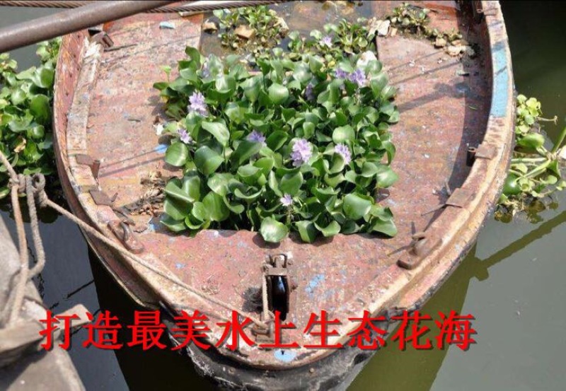 凤眼蓝