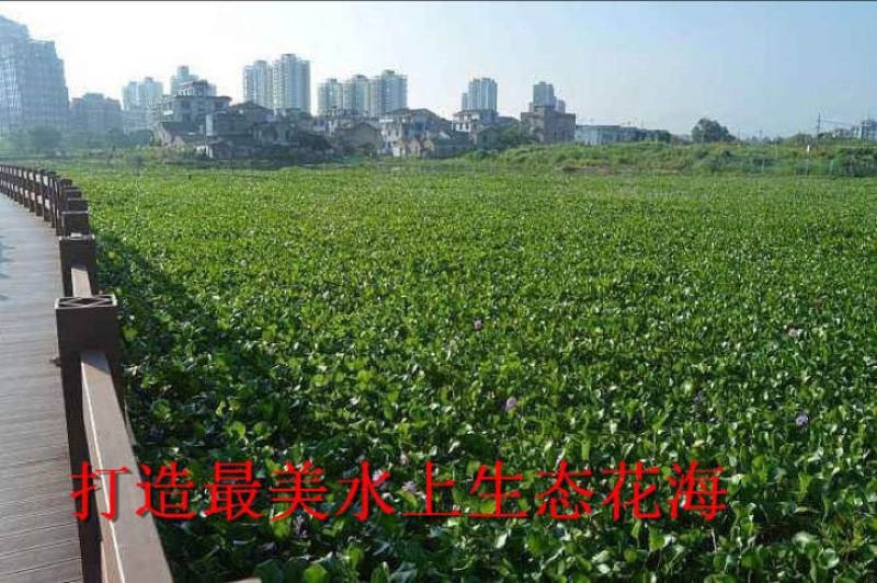 凤眼蓝