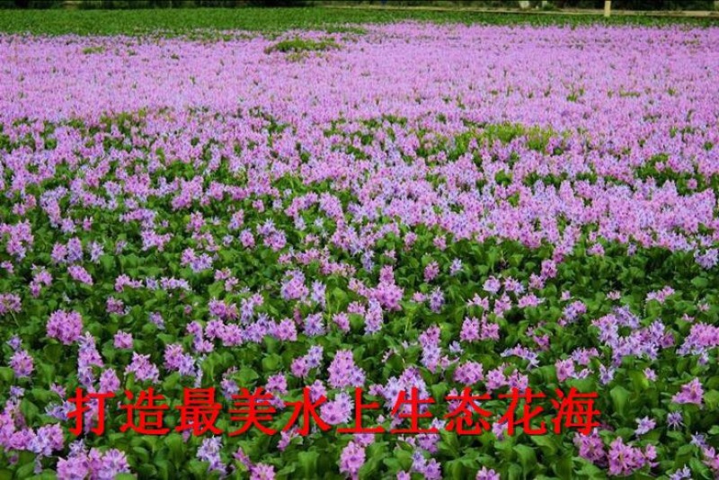 凤眼蓝