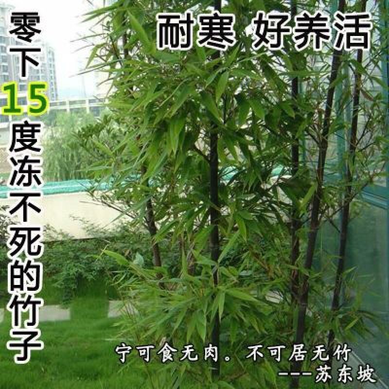 竹子