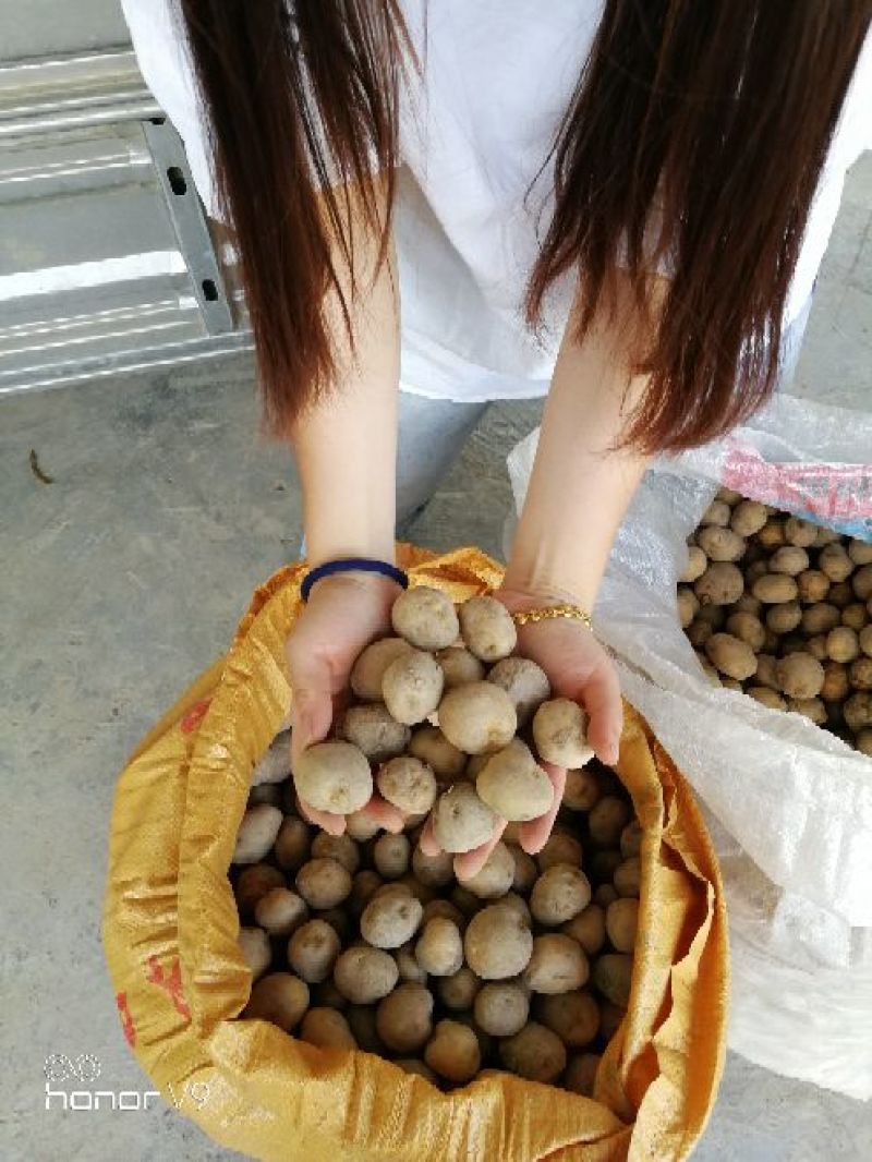 恩施州巴东县富硒小土豆
