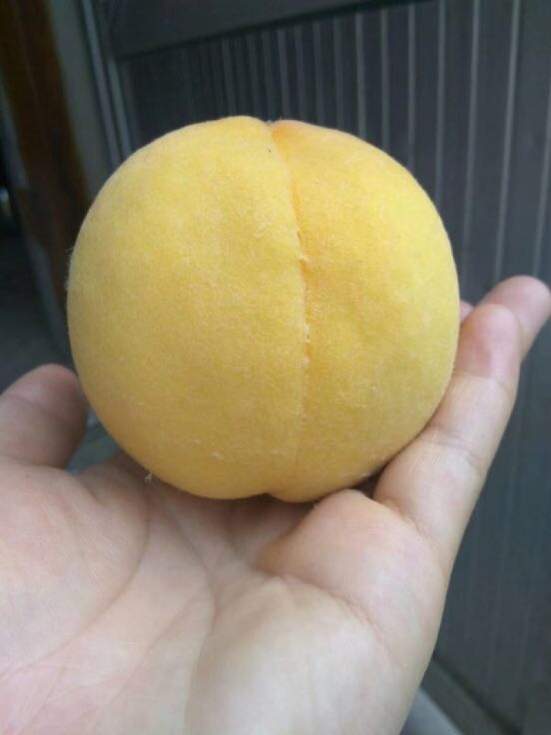 黄金黄桃3~4两