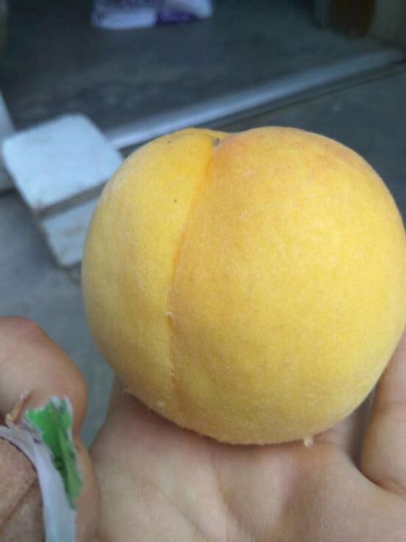 黄金黄桃3~4两