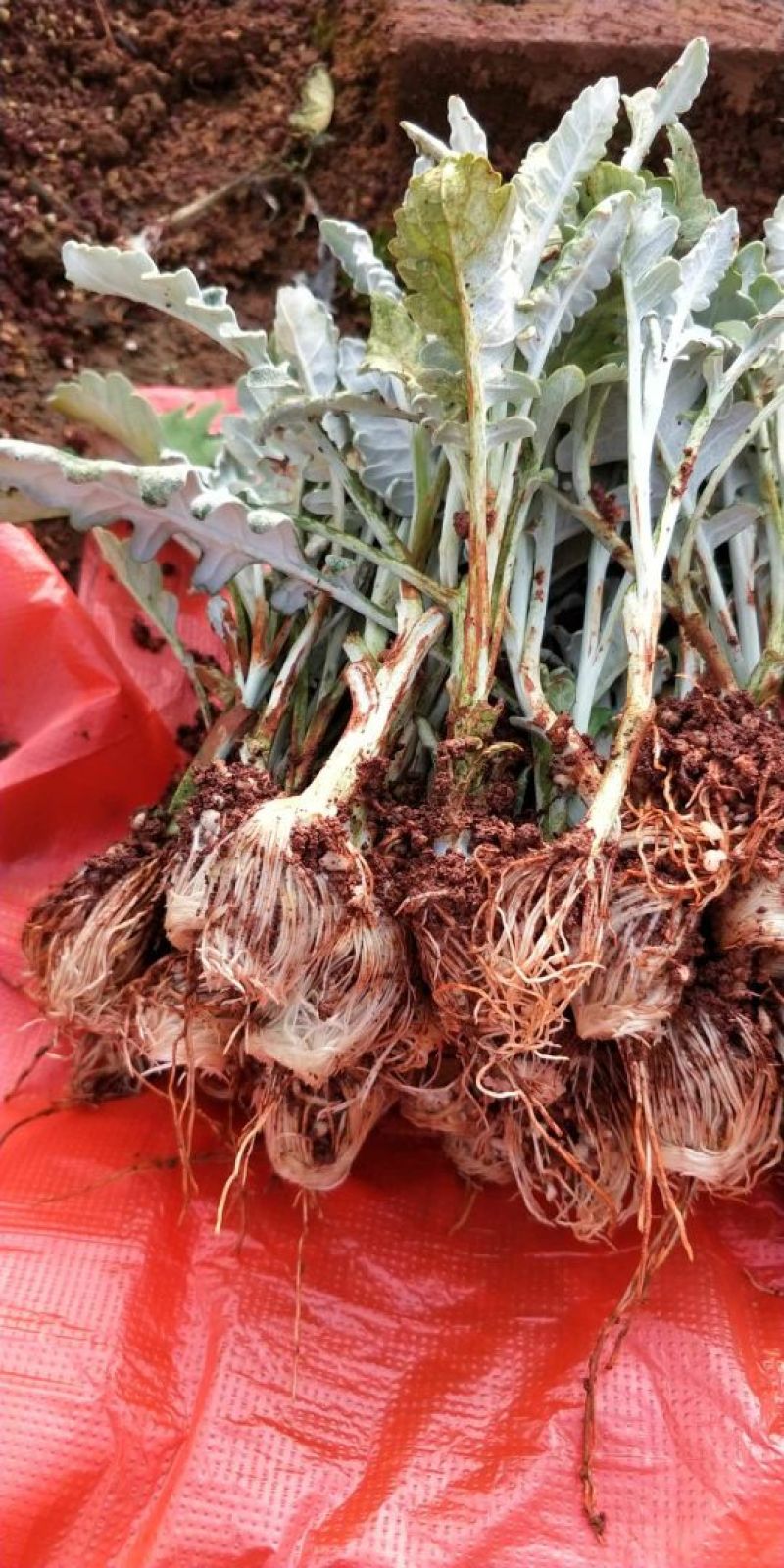 银叶菊