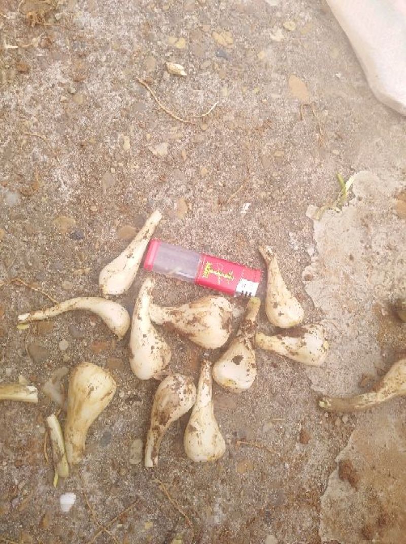 无公害荞头，二到三公分的荞头