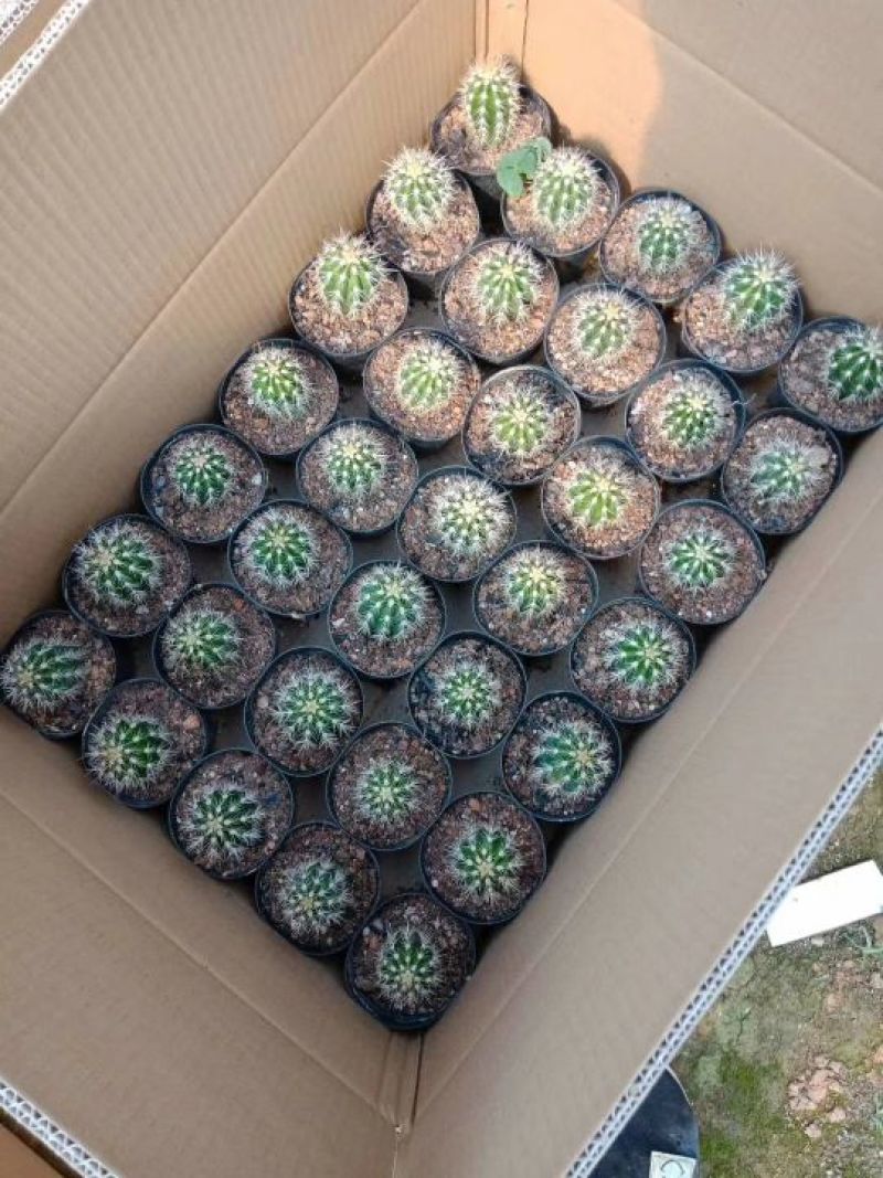 仙人球掌形100多个品种