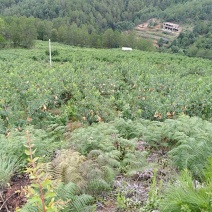 云南.楚雄.永仁.永仁大地之子水果种植园