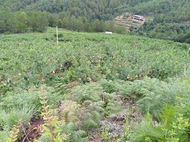 云南.楚雄.永仁.永仁大地之子水果种植园