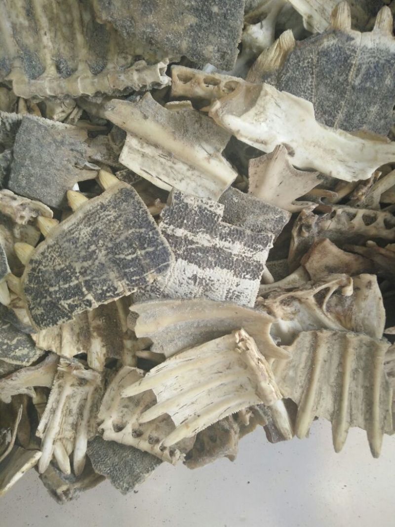 鳖甲个子，四半鳖甲，炒鳖甲，炒下甲