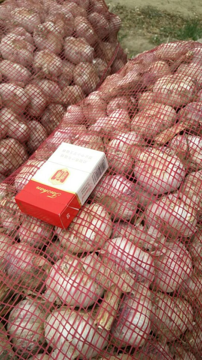 金乡大蒜，代收代卖代加工带储存，提供配资