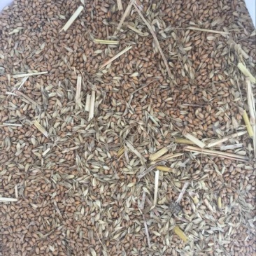 小麦12.5%以下