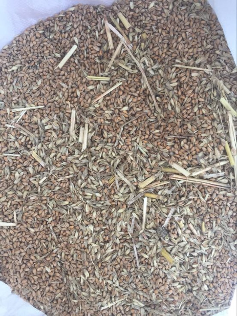 小麦12.5%以下