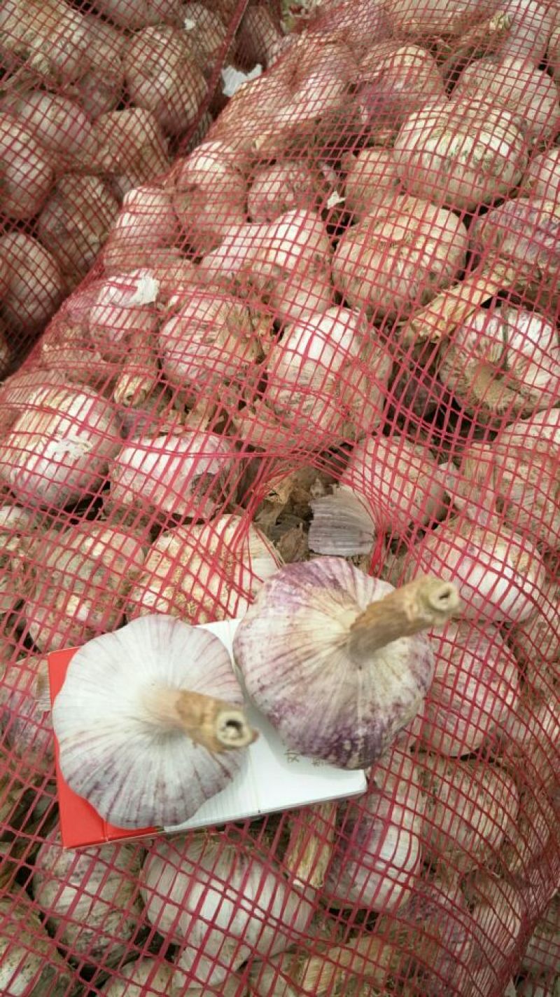 金乡大蒜代收带储存代加工，大型冷库出租，实力配资