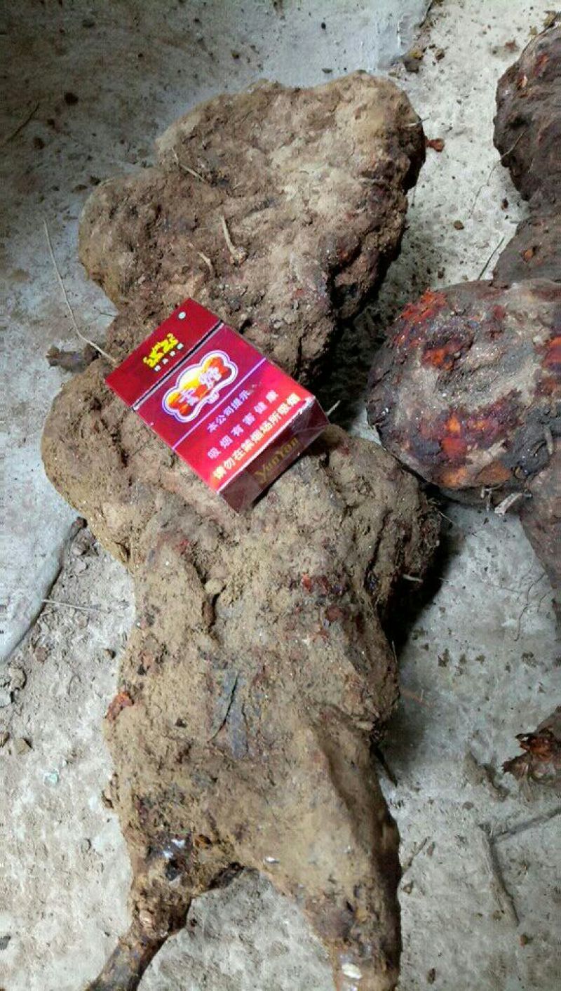 茯苓野生的，变色龙土茯苓，云南昭通野生货源
