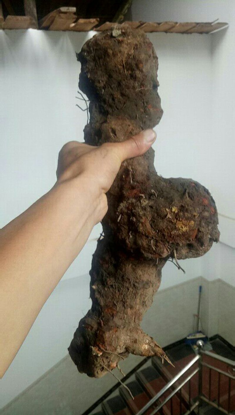 茯苓野生的，变色龙土茯苓，云南昭通野生货源