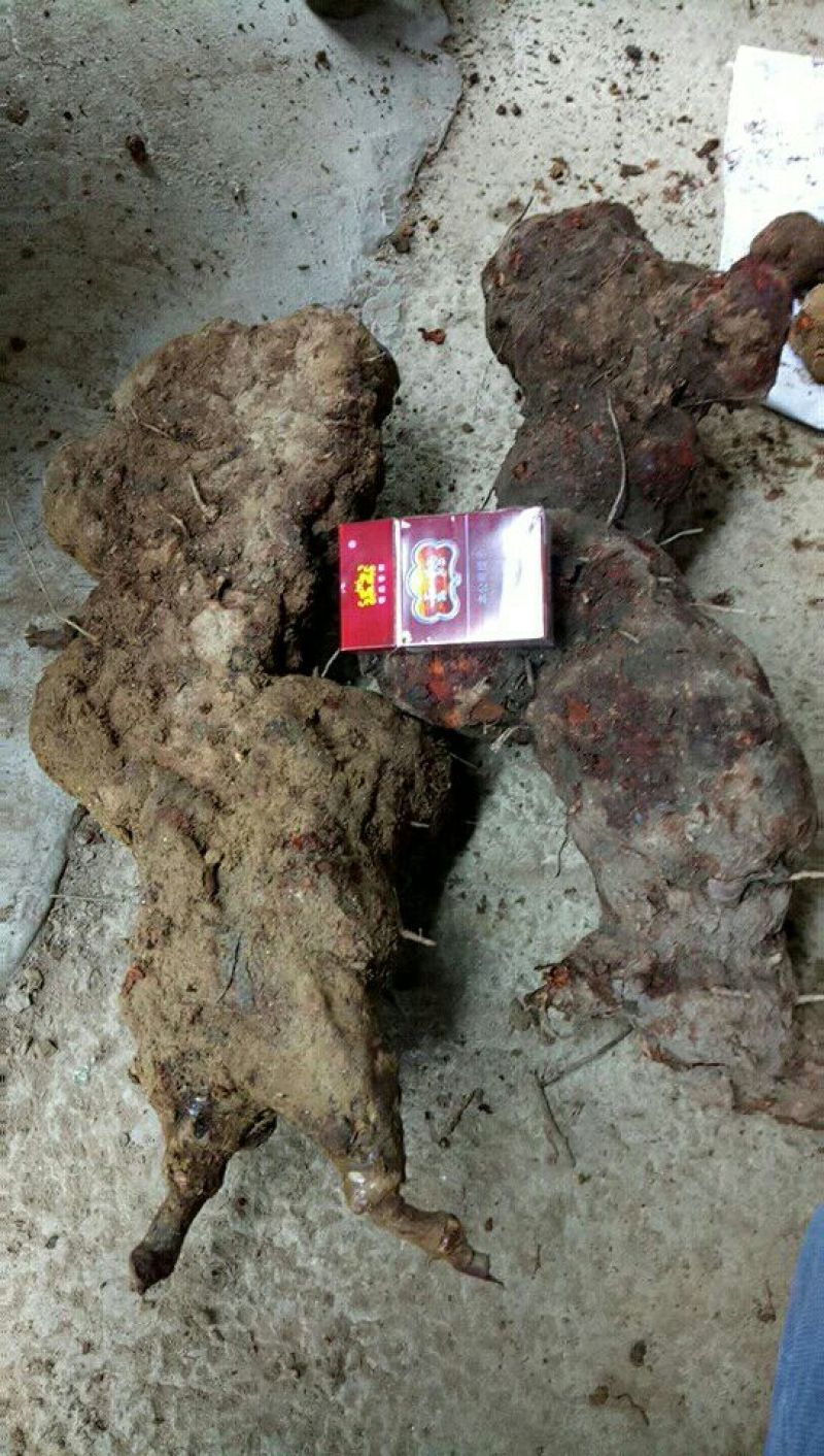 土茯苓统个，野生的，我们云南的就是变色龙，和两广的相比