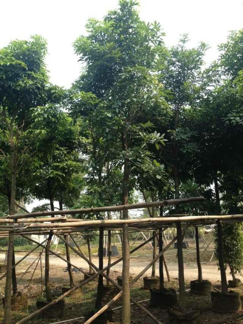 出售海南红豆移植袋苗5-15公分需要的老板联系