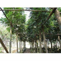 出售海南红豆移植袋苗5-15公分需要的老板联系