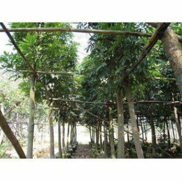 出售海南红豆移植袋苗5-15公分需要的老板联系