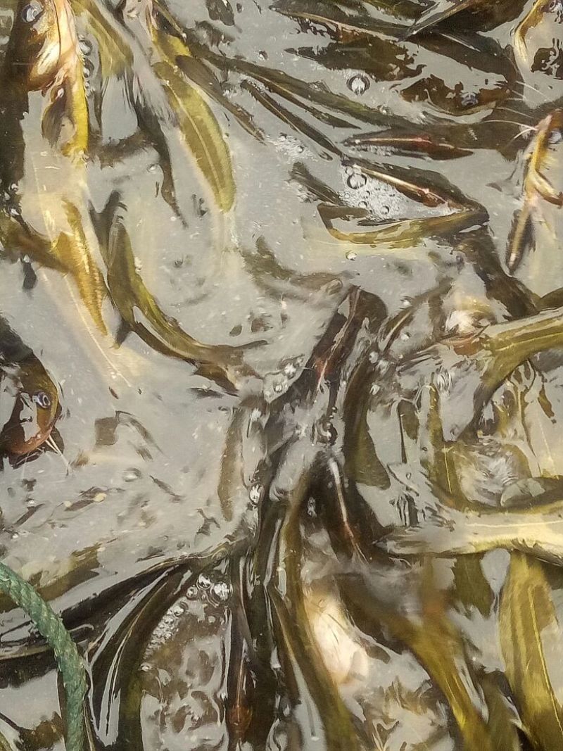黄颡，黄骨鱼，黄鸭叫，黄刺鱼