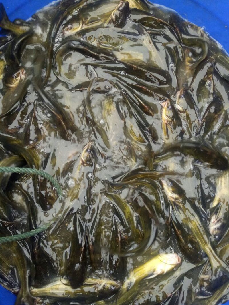 黄颡，黄骨鱼，黄鸭叫，黄刺鱼