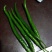 二荆条辣椒﹥20厘米微辣青
