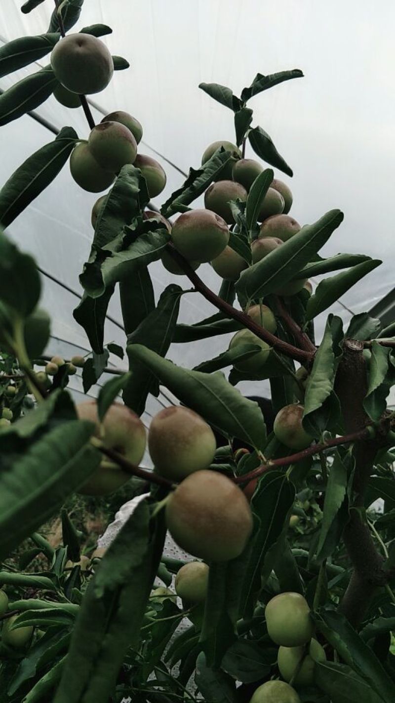 比方大枣以大量上市