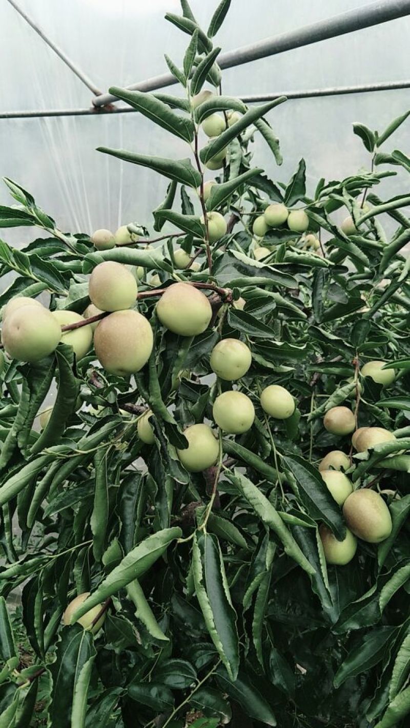比方大枣以大量上市