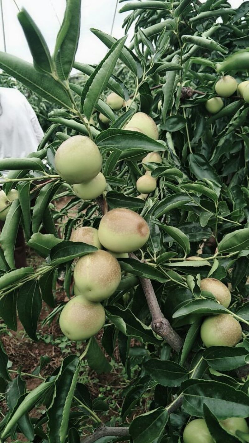 比方大枣以大量上市