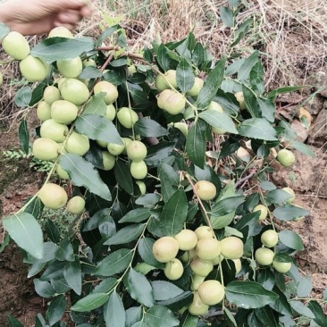 比方大枣以大量上市