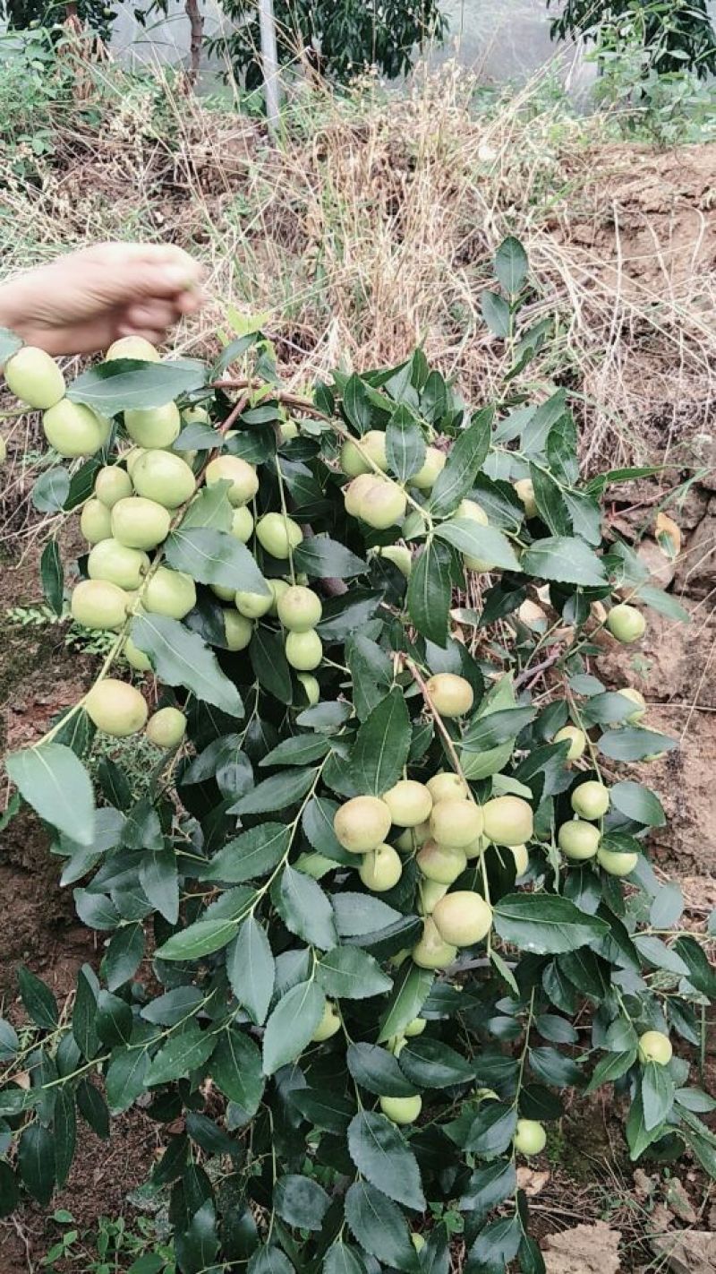 比方大枣以大量上市