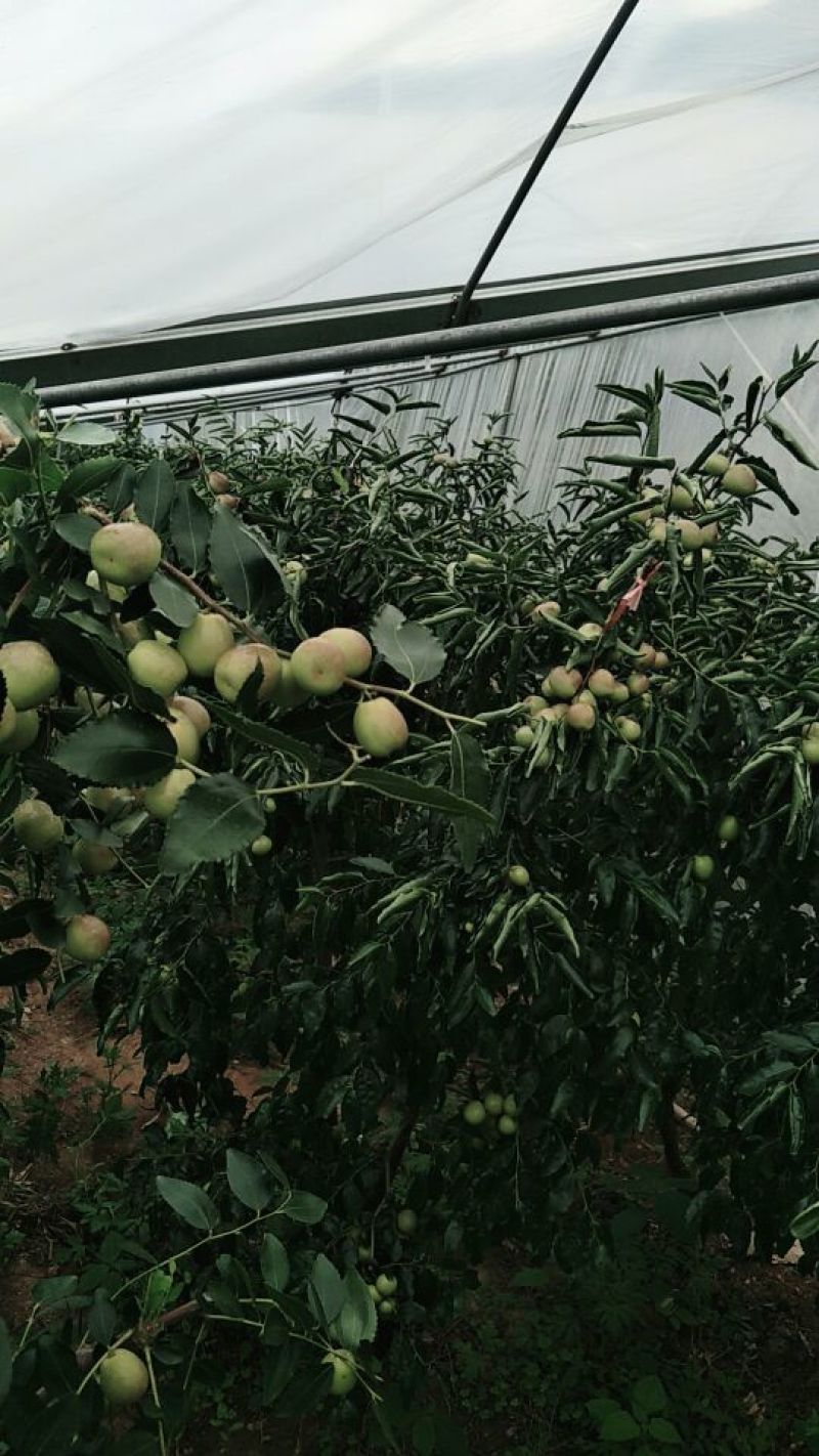 比方大枣以大量上市