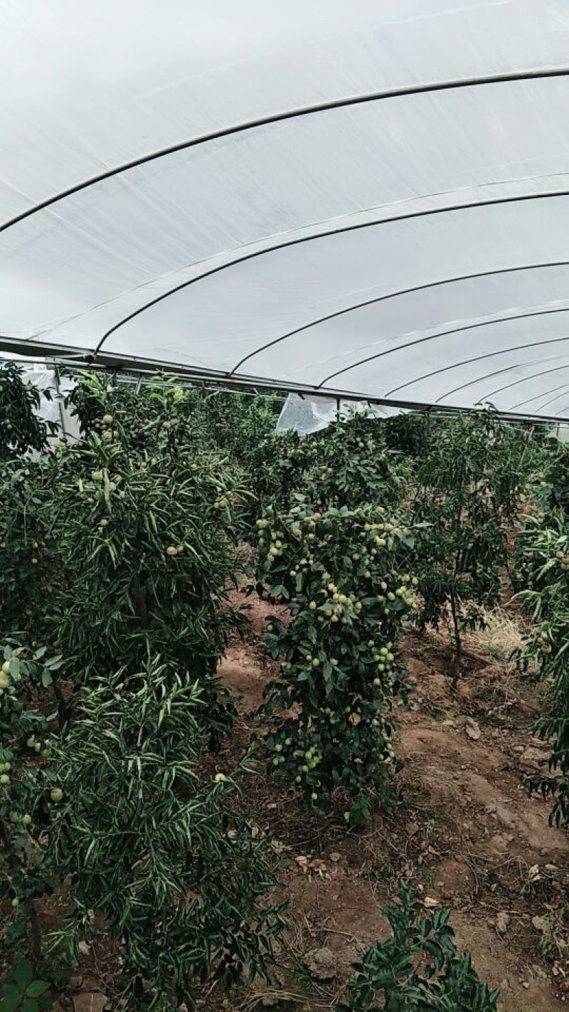 比方大枣以大量上市