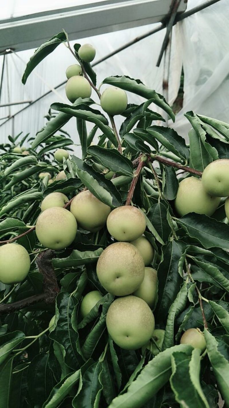 比方大枣以大量上市
