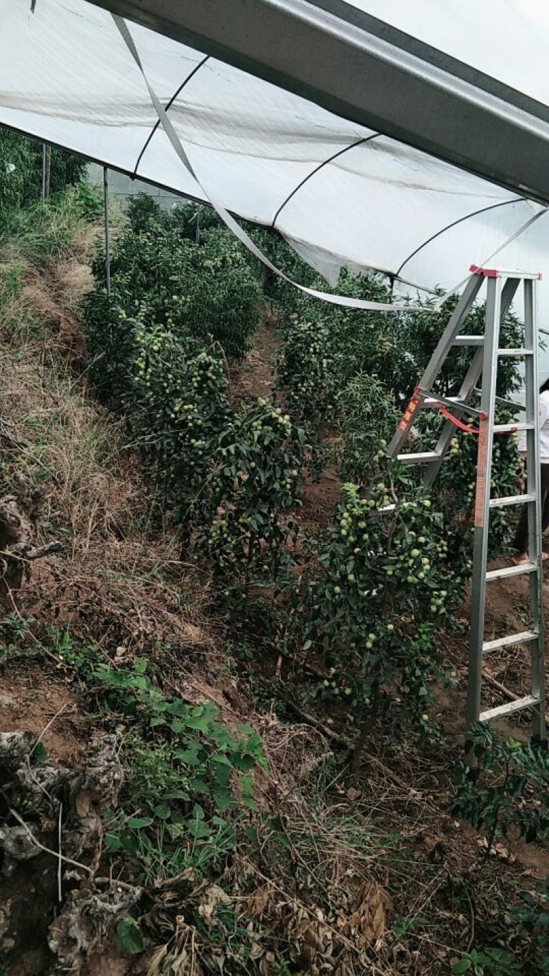比方大枣以大量上市